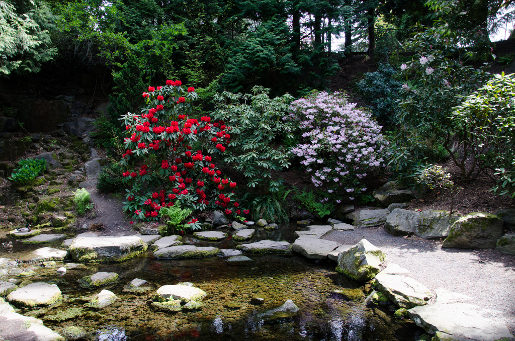 Crystal Springs Rhododendron Garden 