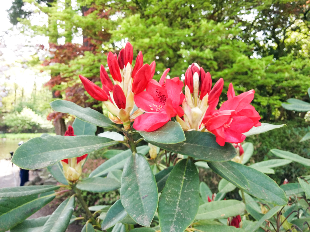 Crystal Springs Rhododendron Garden 