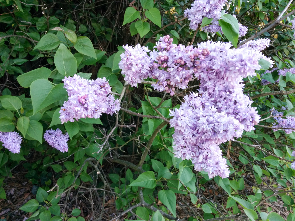 Lilacs 
