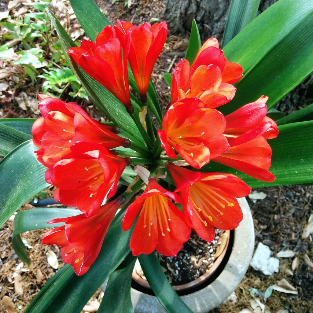 Blossoms