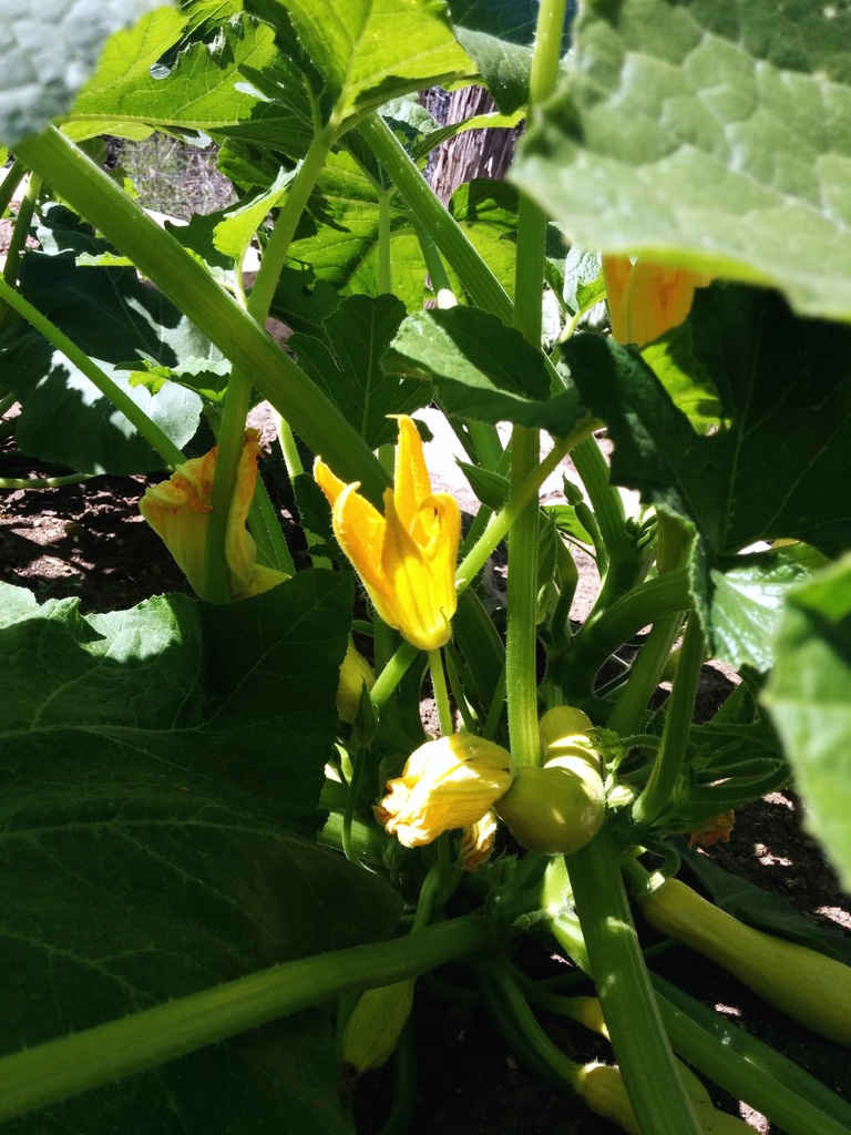 Squash blossom