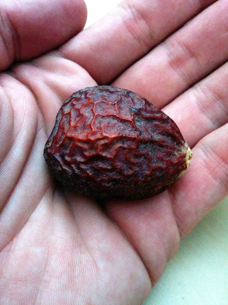 Sag palm seed
