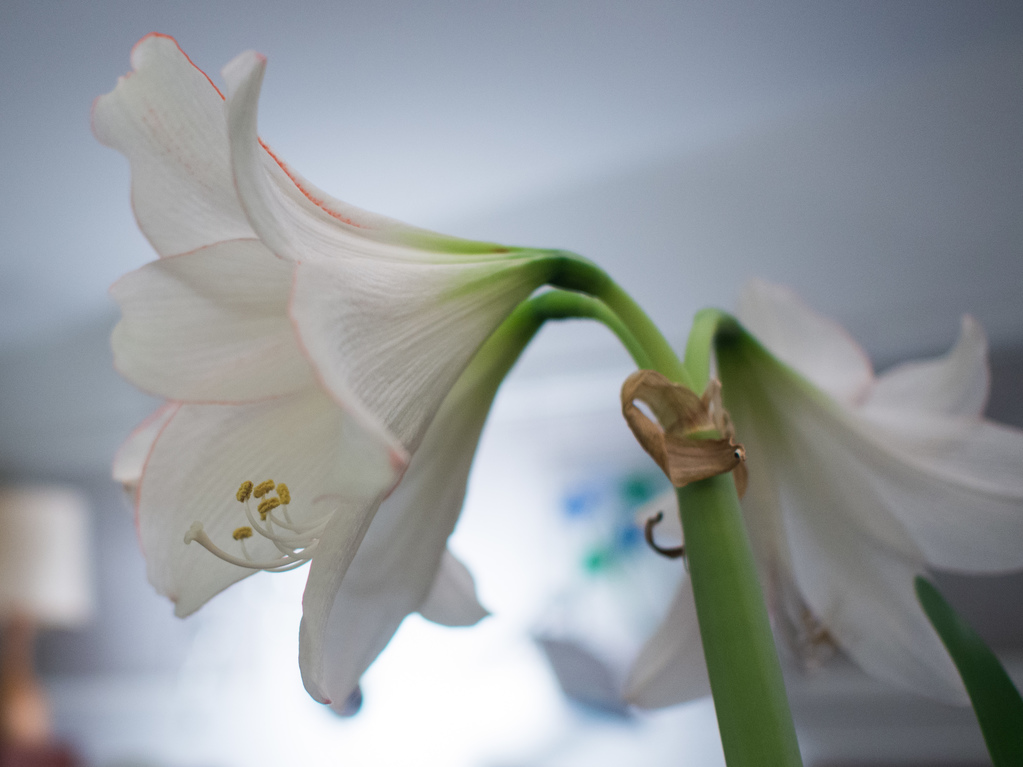 Amaryllis