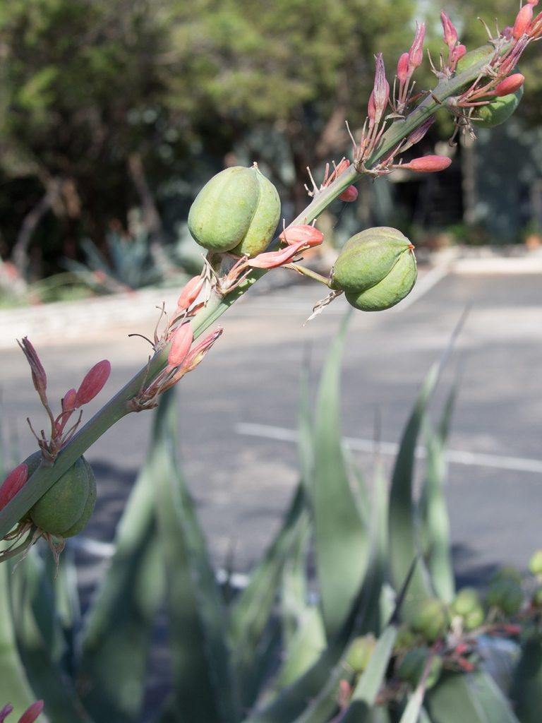 Fruit or nuts?