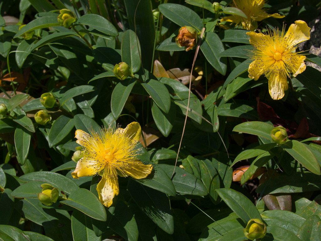 Castelrotto