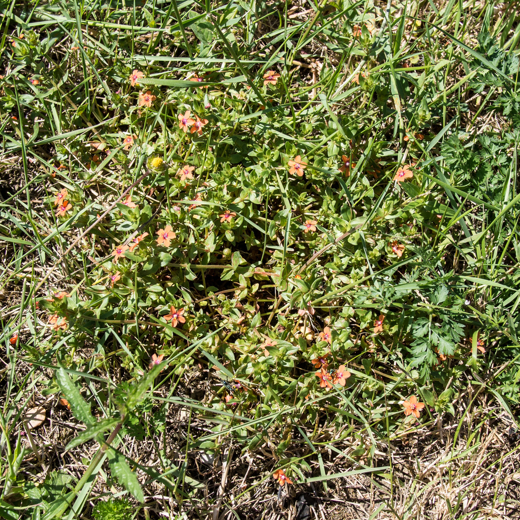 Castelrotto