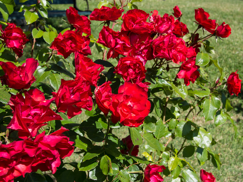 Roses