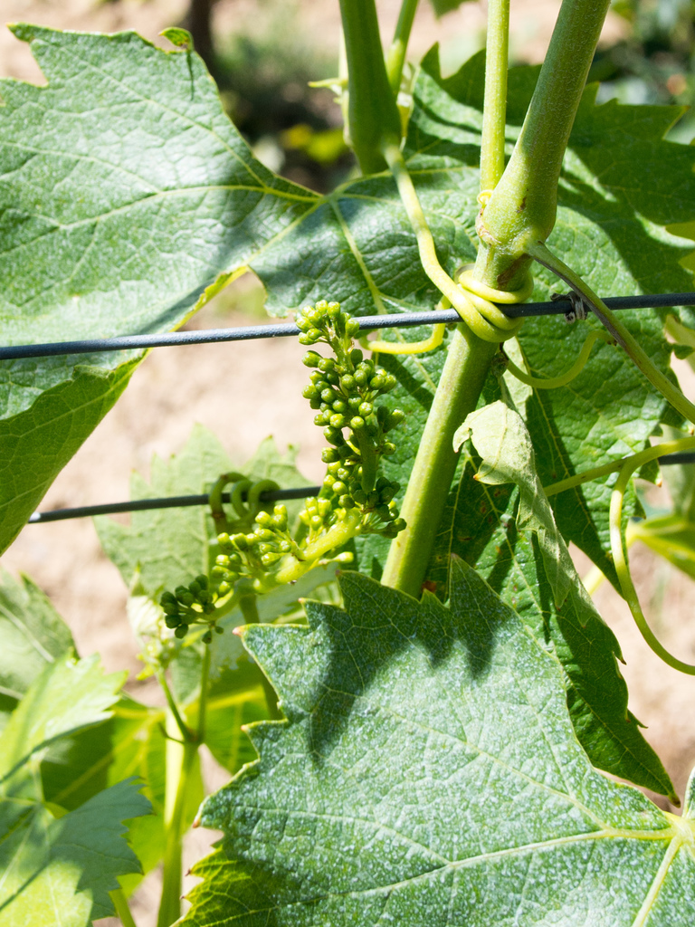 Baby grapes