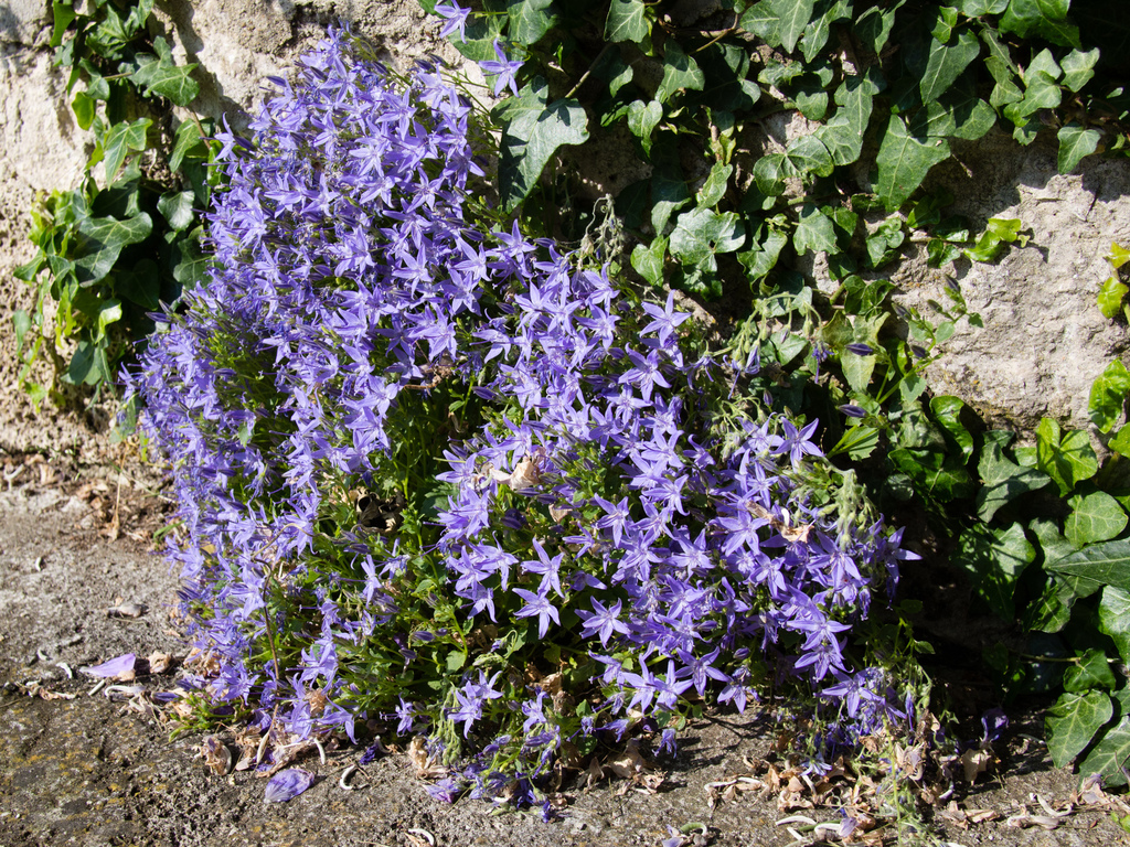 La Foce