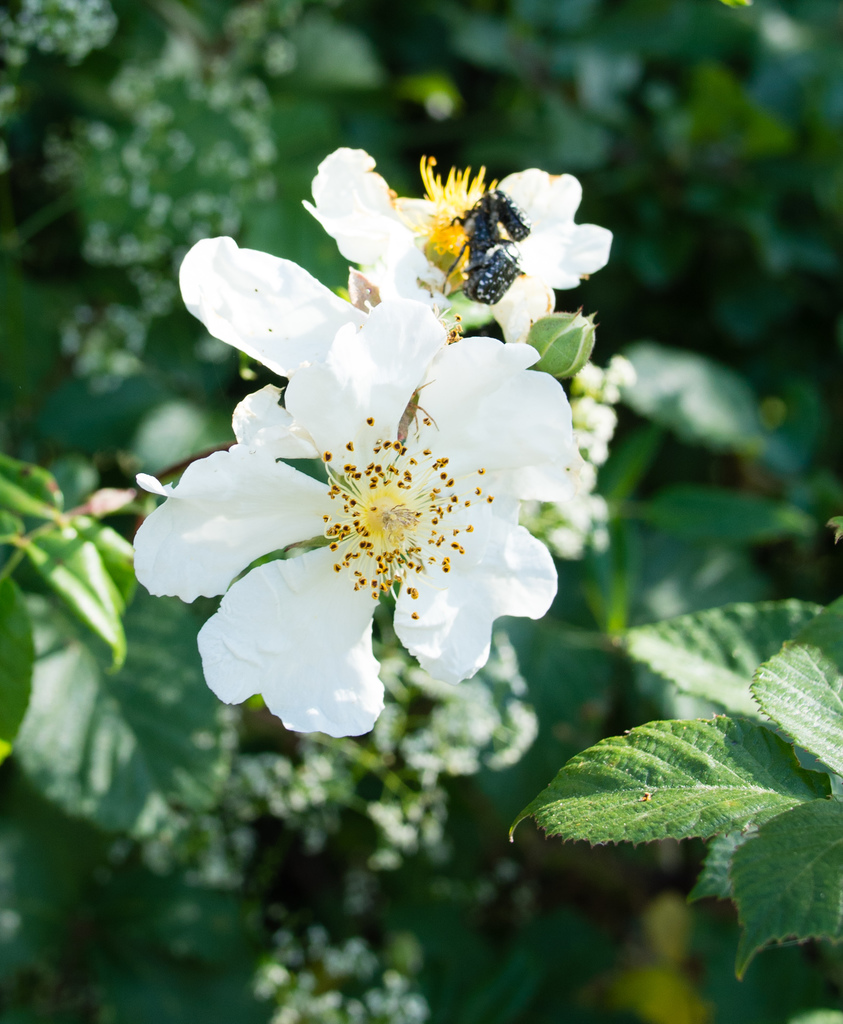 Castelrotto