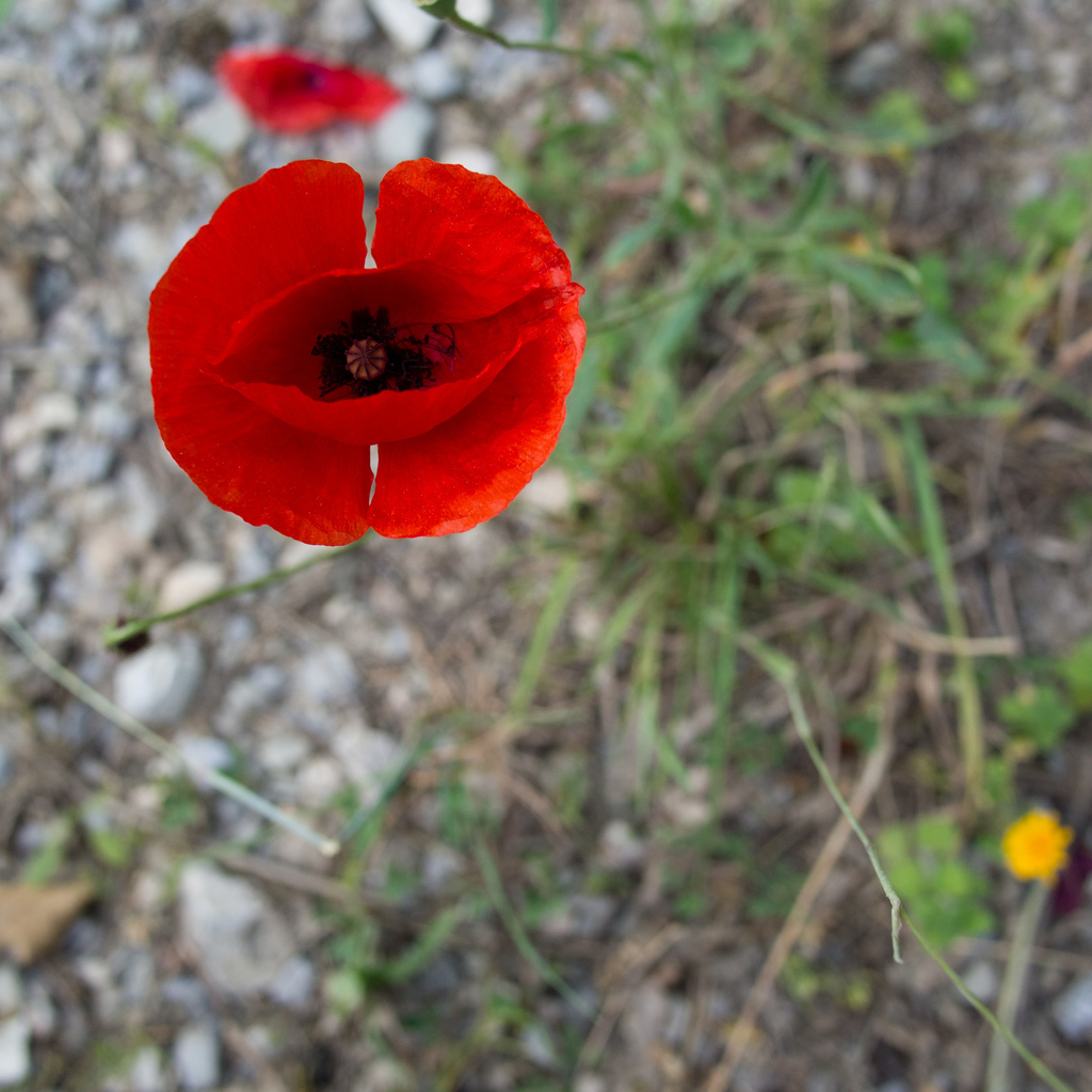 Castelrotto