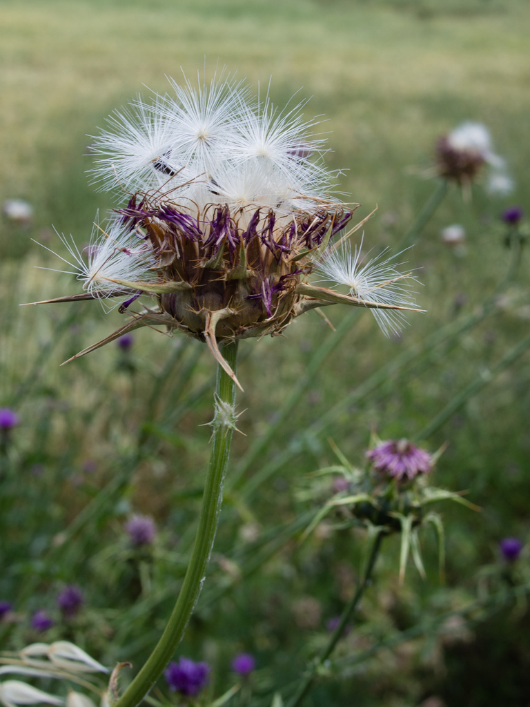 Castelrotto