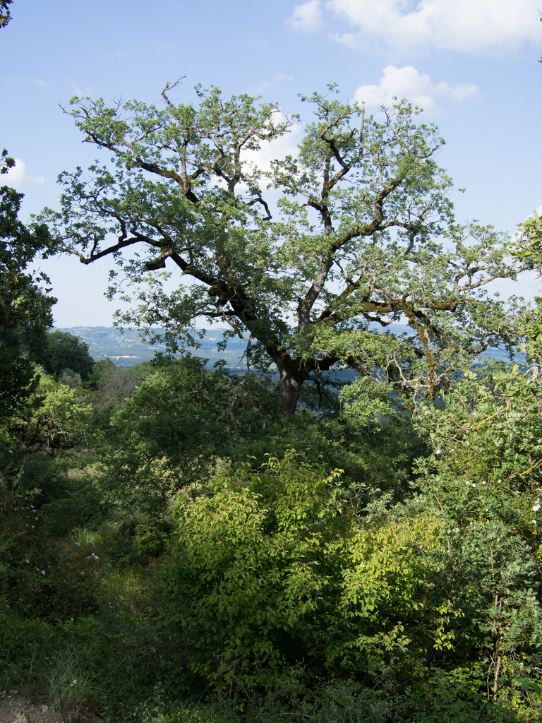 Castelrotto Castelrotto