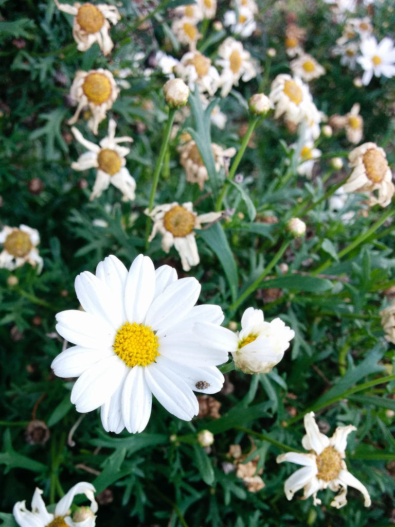Castelrotto