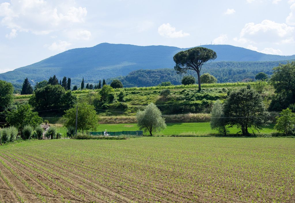 Landscape