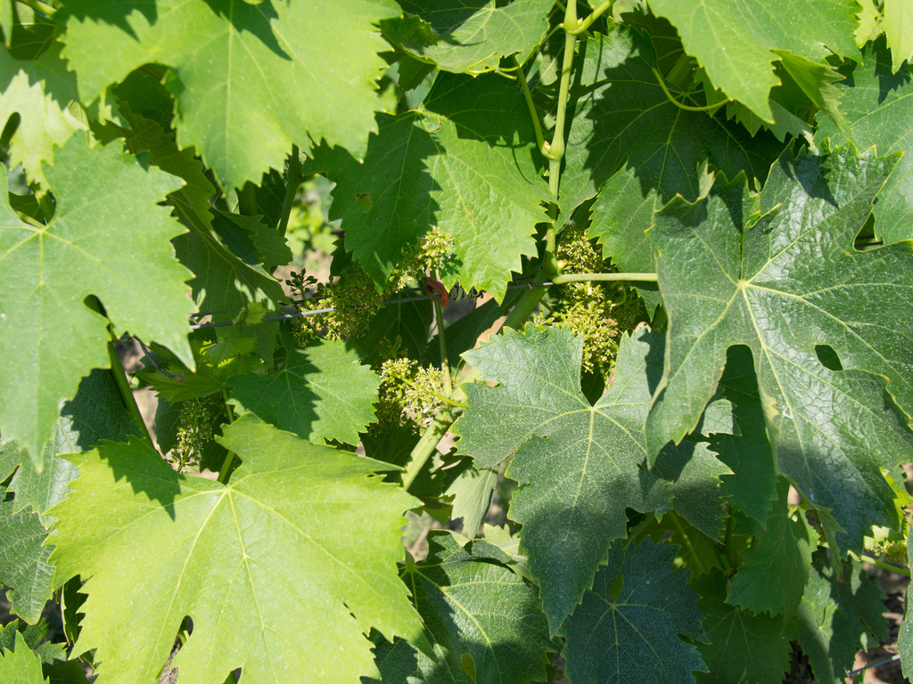 Castelrotto