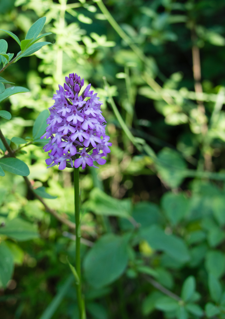 Castelrotto