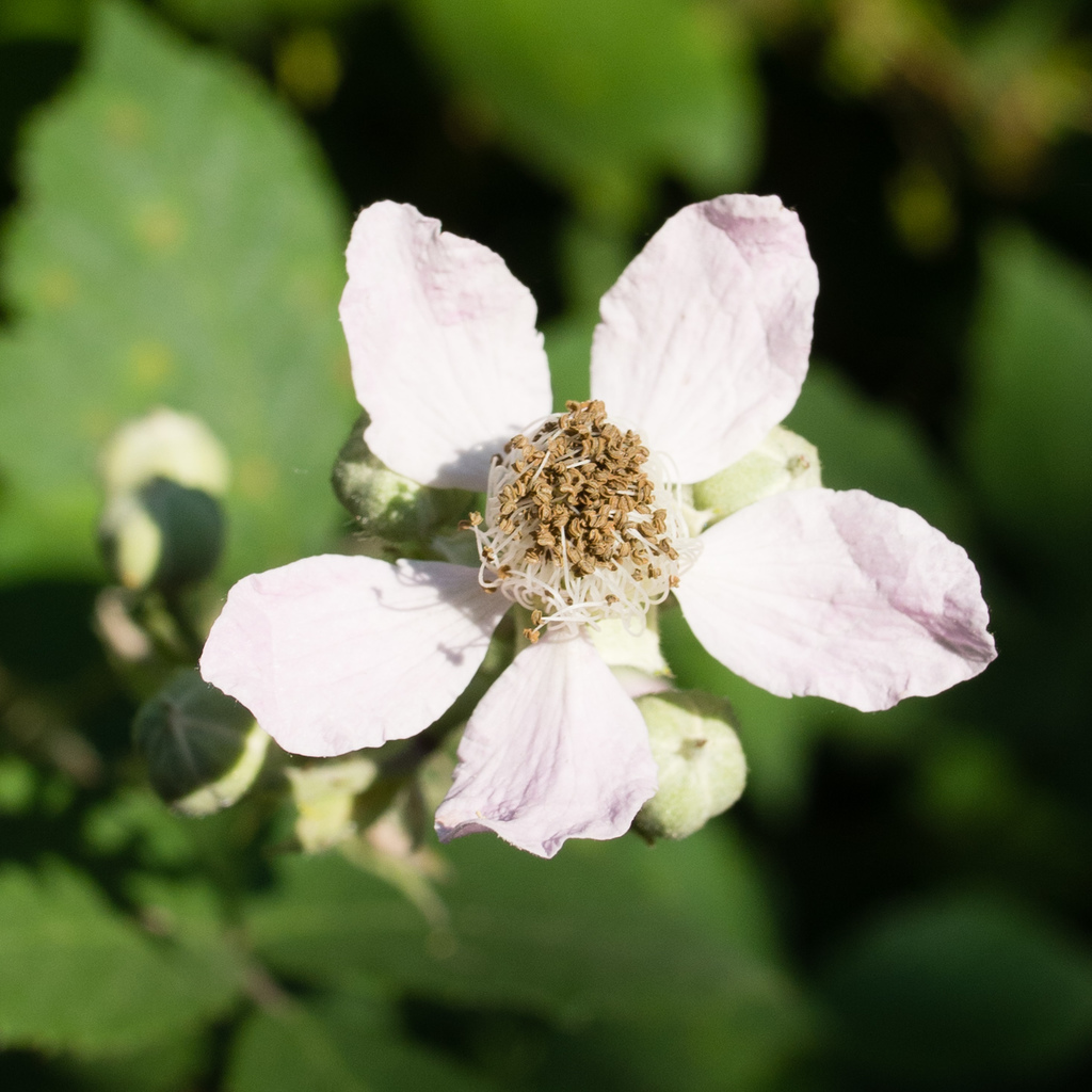 Castelrotto