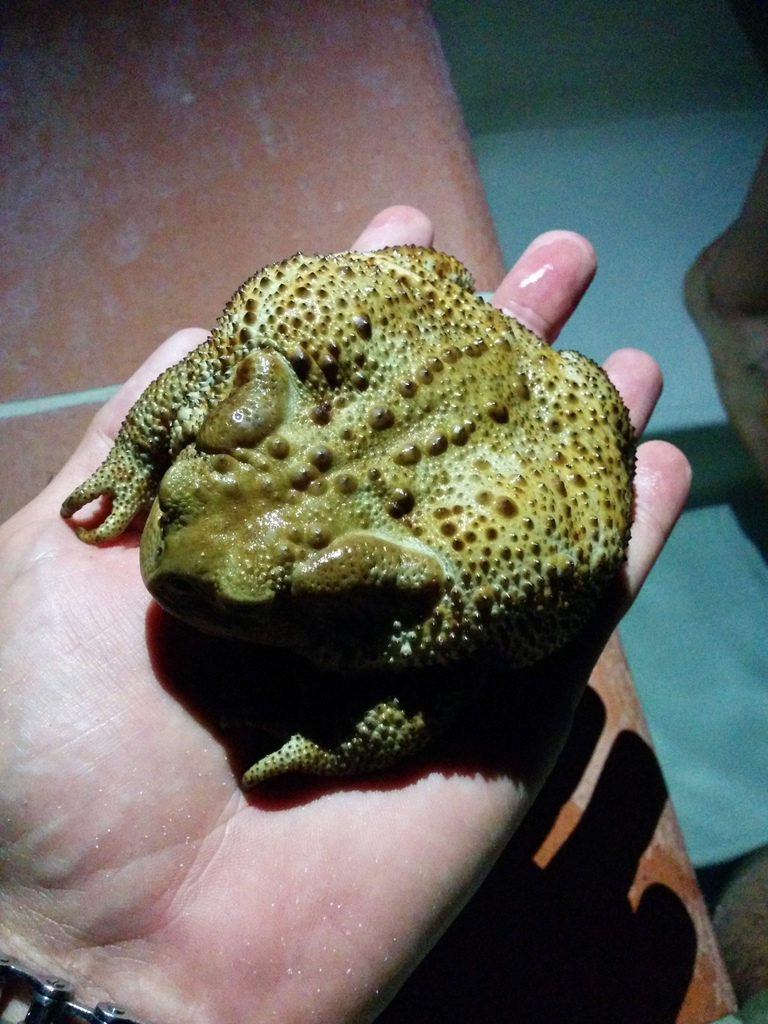Big fella