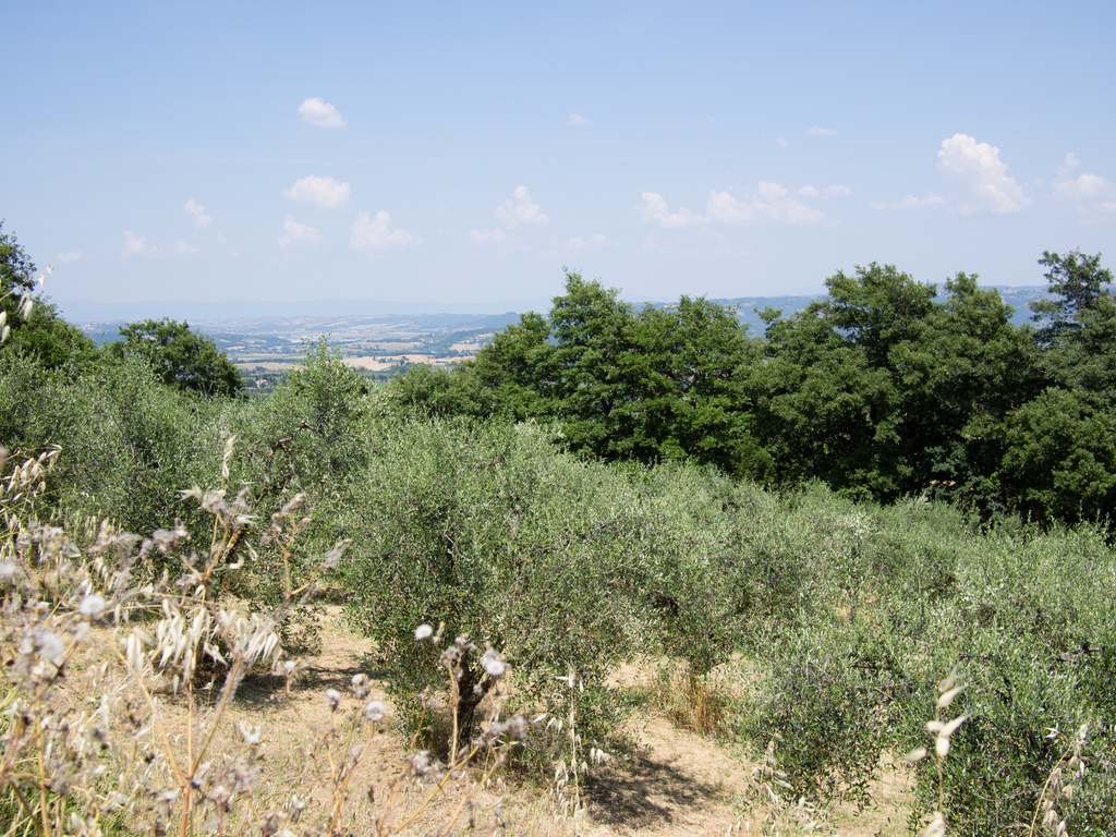 Cetona