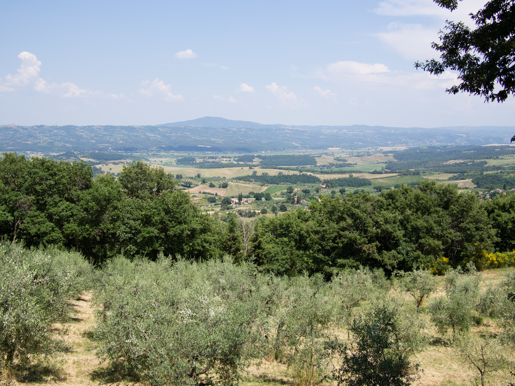 Cetona