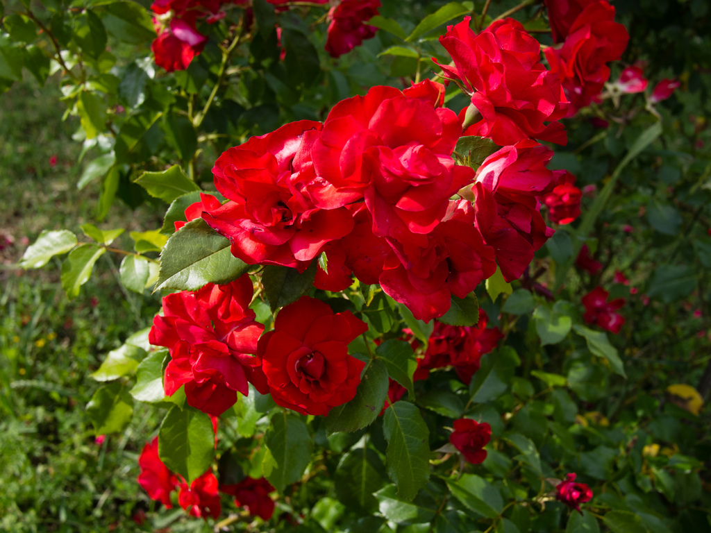 Castelrotto