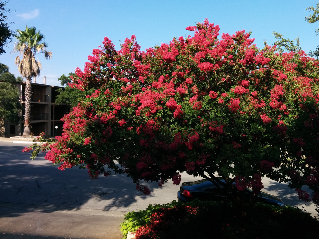 Crapemyrtle