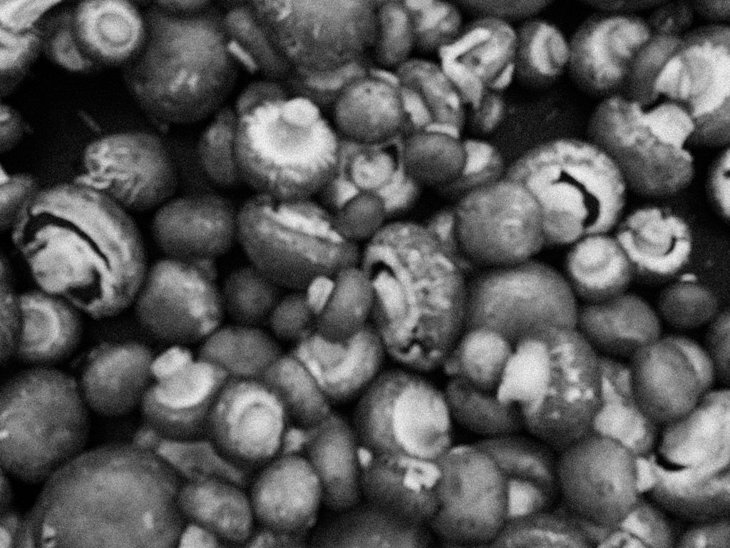 'shrooms