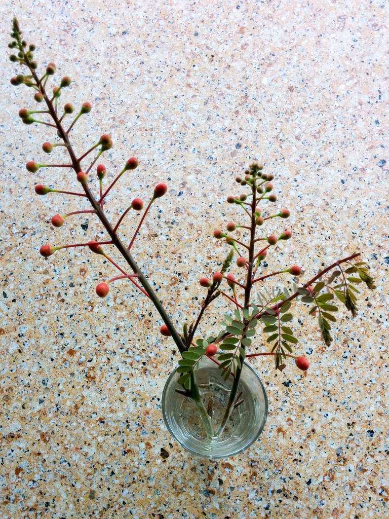 Pride of Barbados