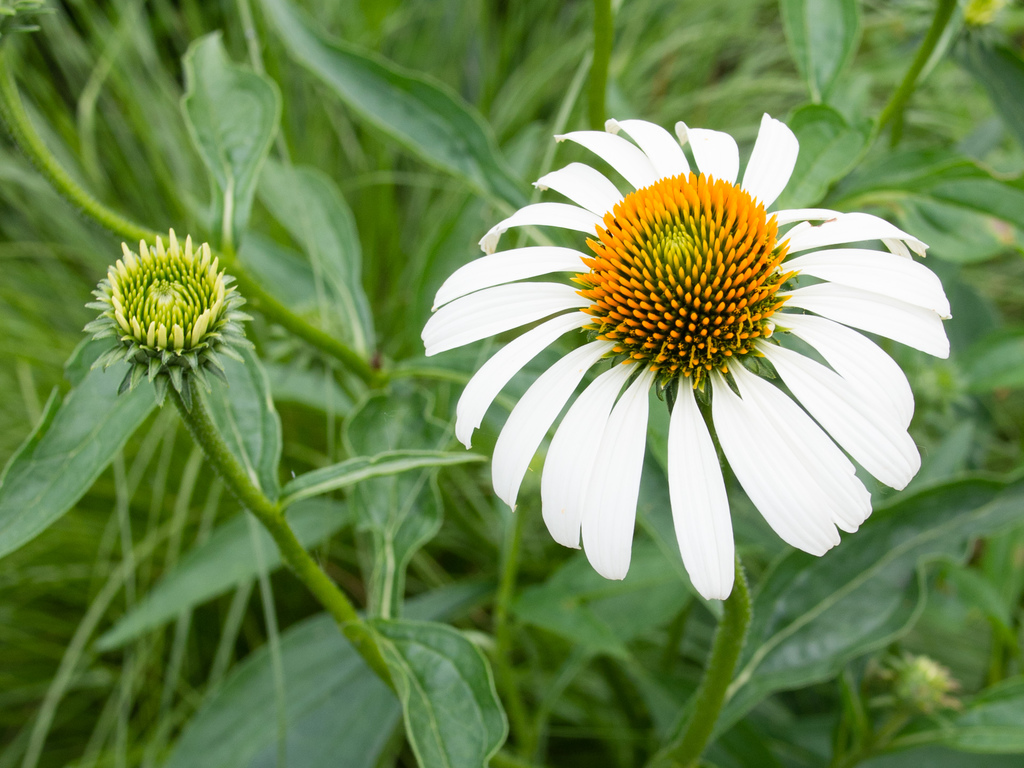 Daisy