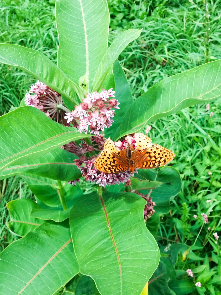 Butterfly