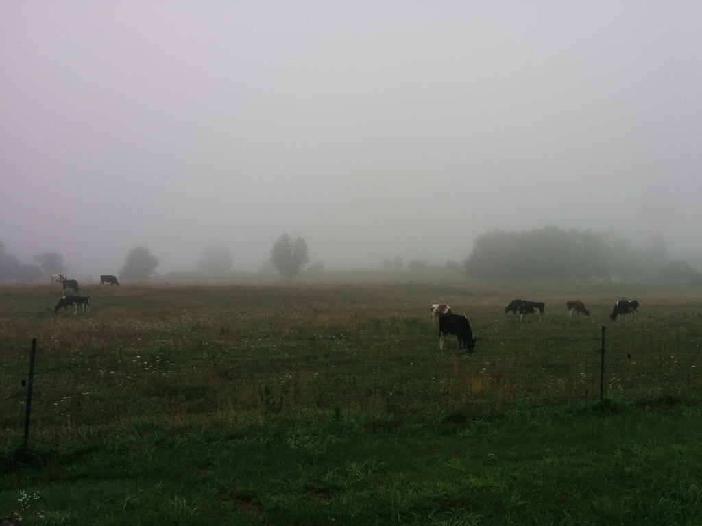 Foggy cows