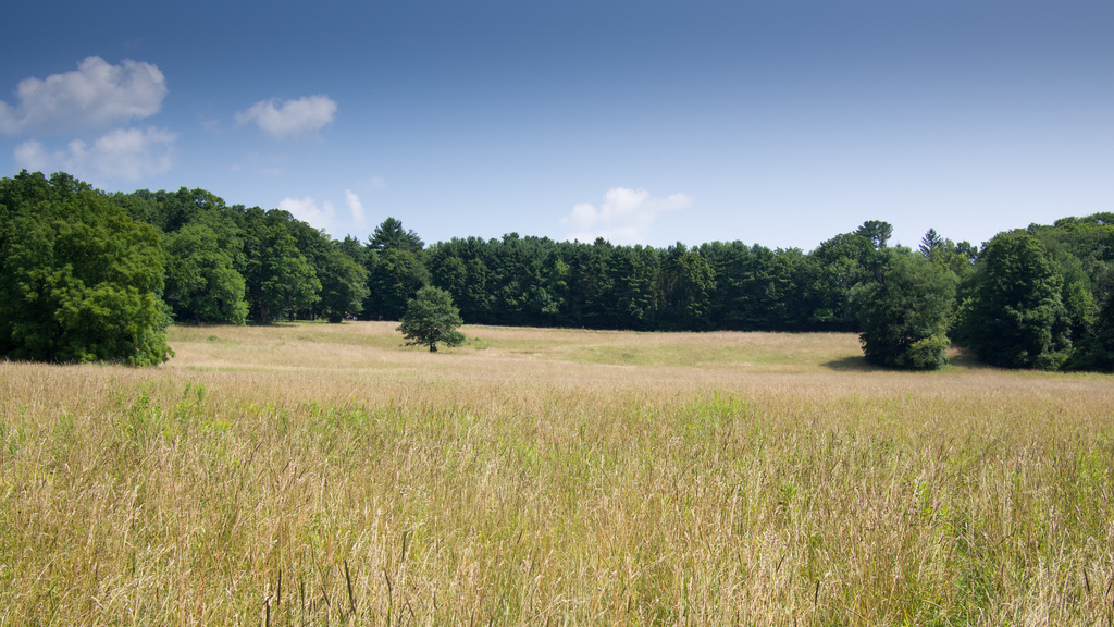 Meadow