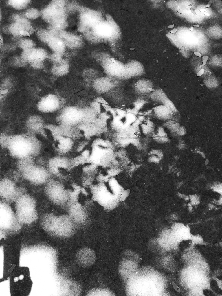 Shadows