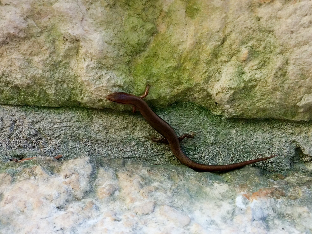 Skink