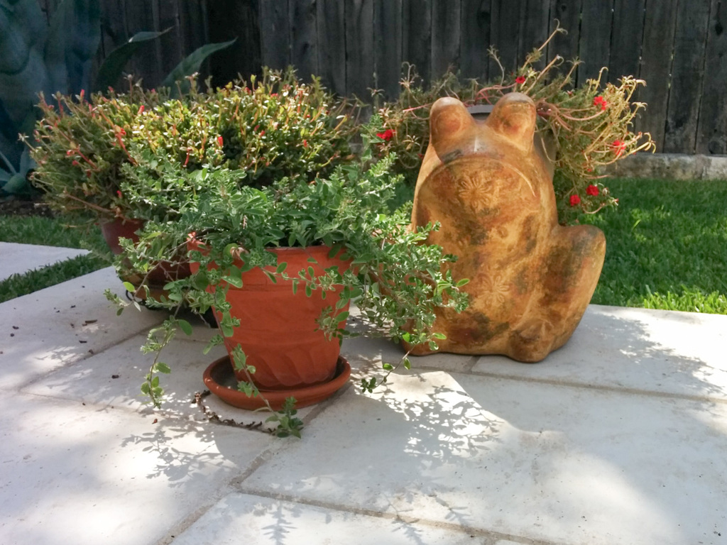 Frog planter