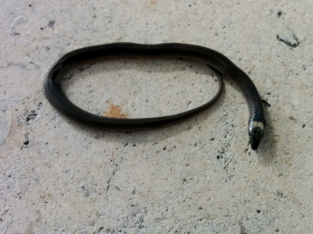 Ex-snake