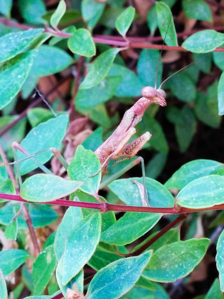 Mantis