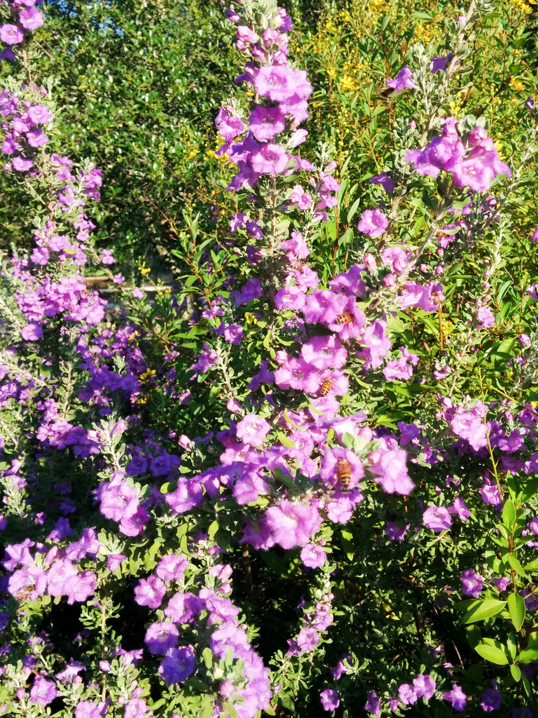 Bees!