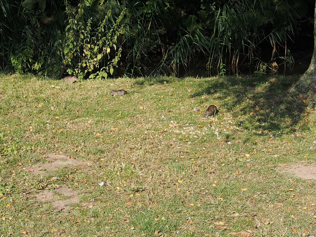Rats!