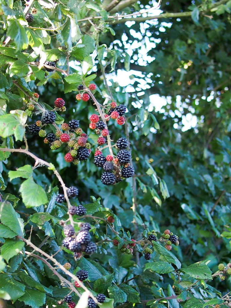 Berries