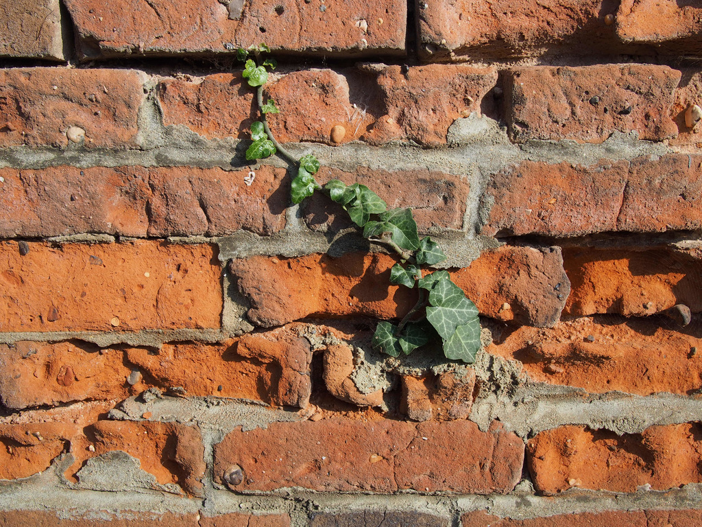 Ivy