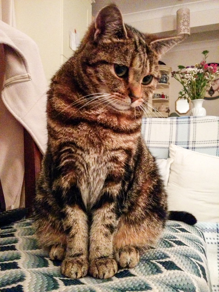 Mitzy