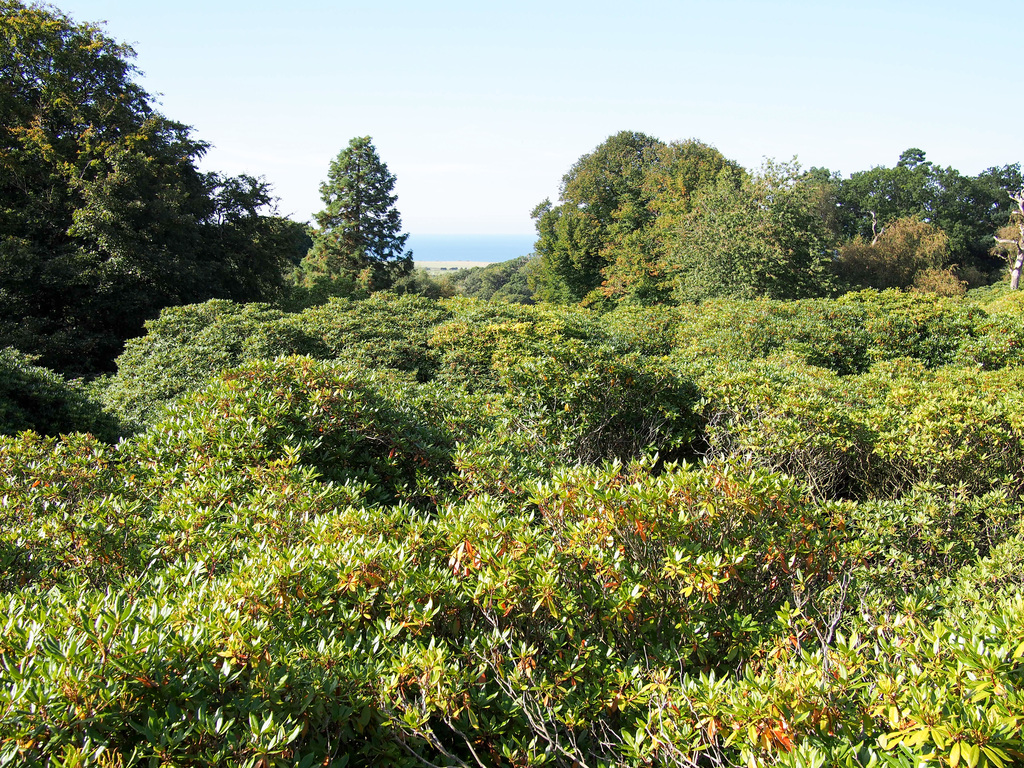 Rhododendrons as far as the eye can see