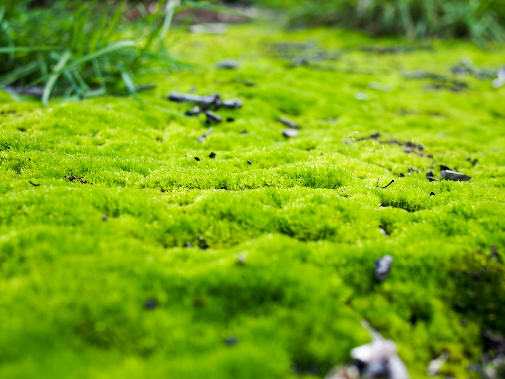 Mossy green
