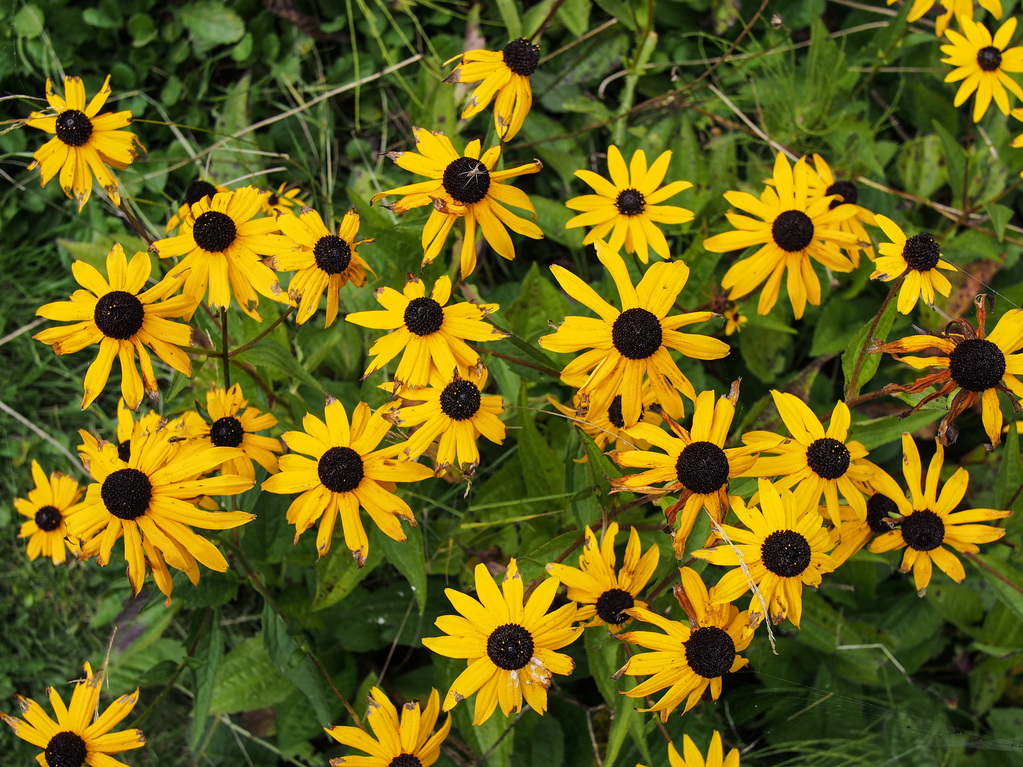 Daisies