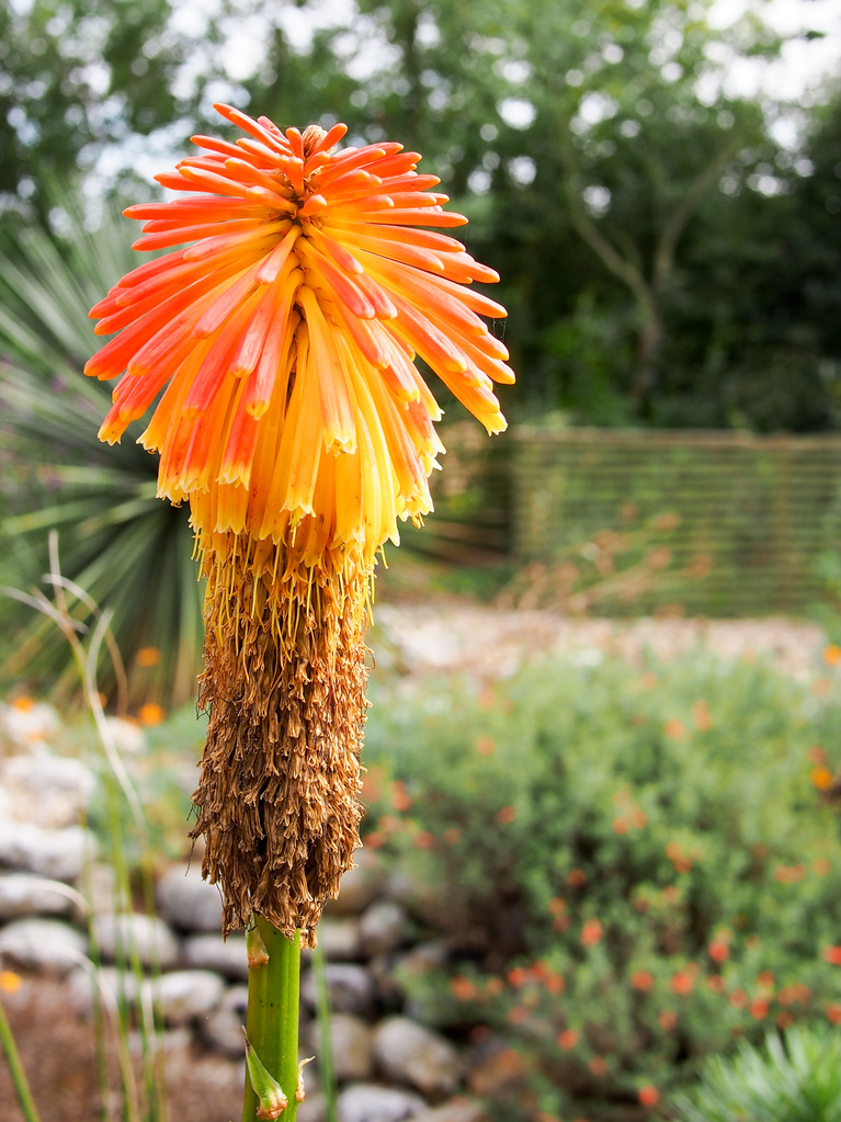 Orange spike Orange spike