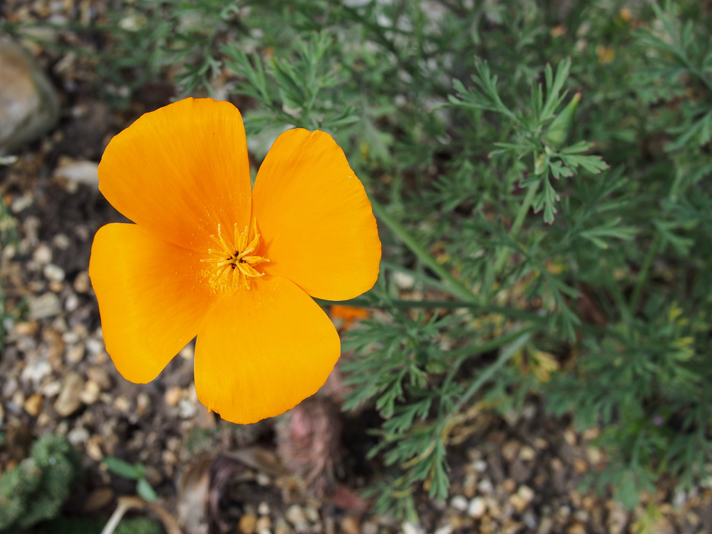 Poppy
