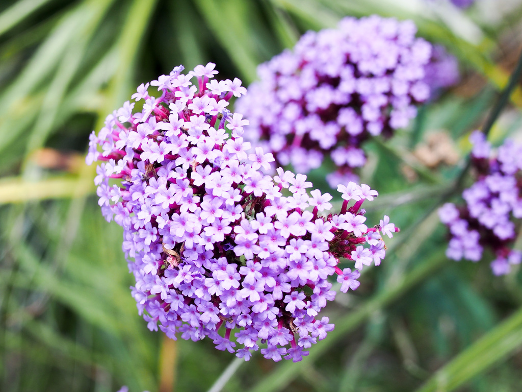 Purplish