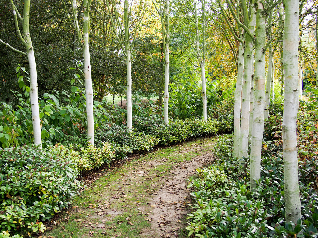 Birches